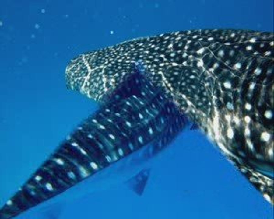 REQUIN BALEINE whale shark