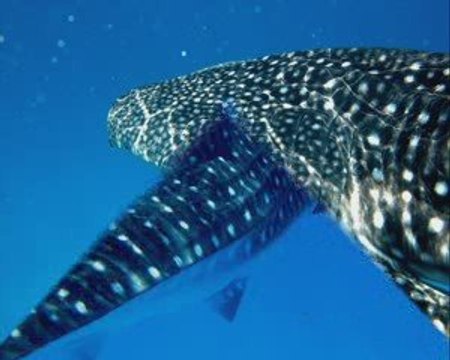 REQUIN BALEINE whale shark