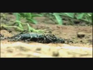 les fourmis attaquent