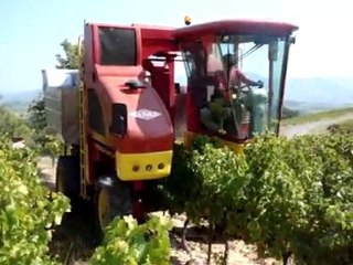 VENDANGES 2009 EN DROME PROVENCALE.