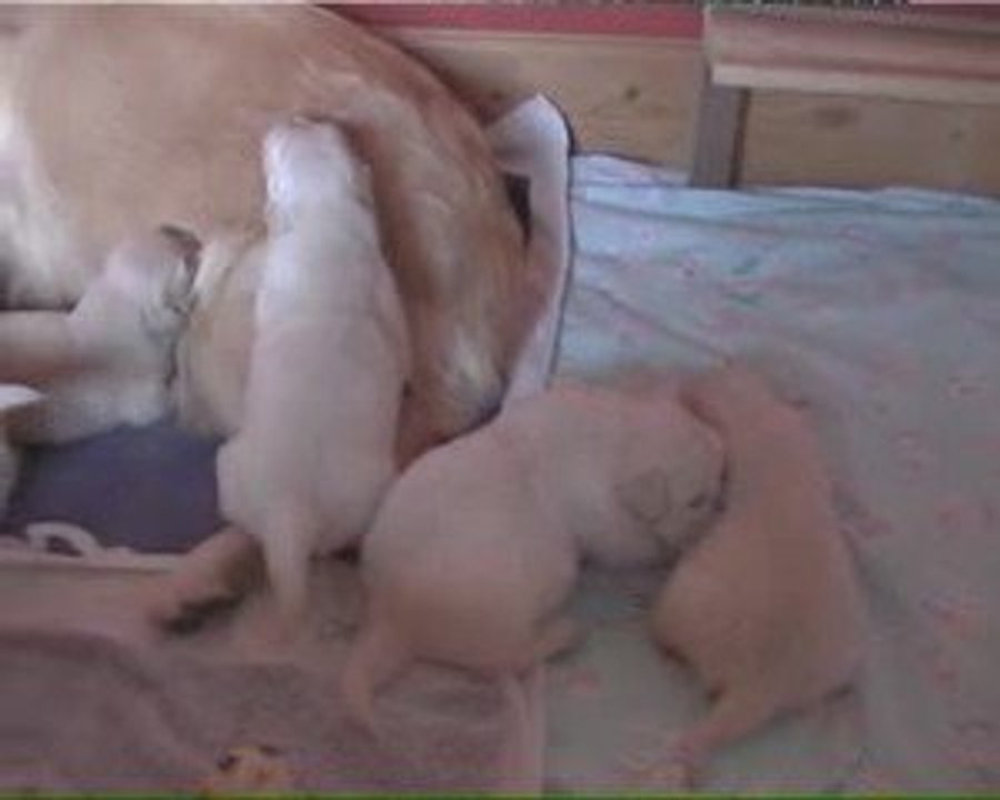 Chiots