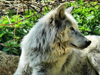 LES LOUPS DU GEVAUDAN v2