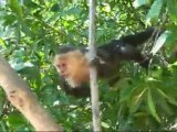 Les singes Capucins de la mangrove de Parrita