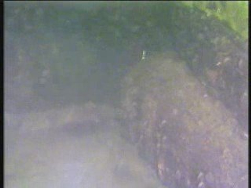 Fred dans le lac Achard