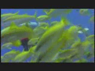 Explore Tropical Destinations with Gray Line