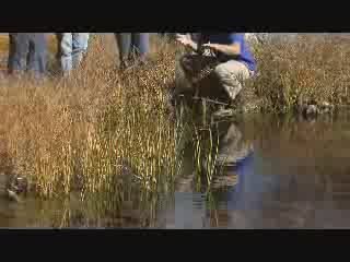 Enjoy a Morning Wildlife Safari in Banff National Park