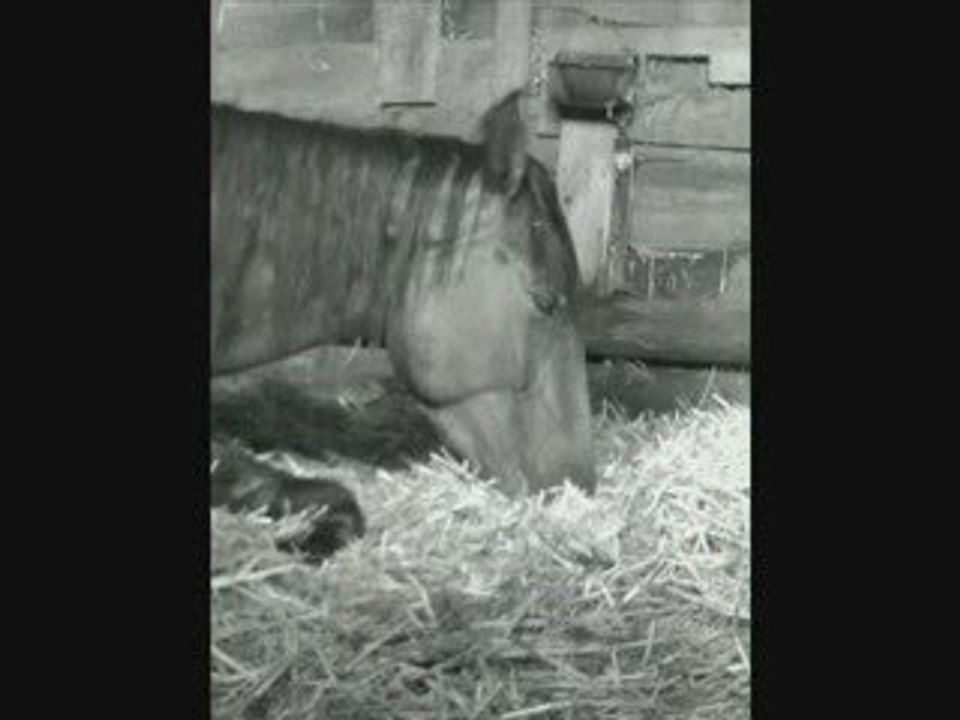 Mon cheval et Mon centre