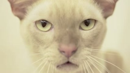 Why Dogs Are Better Than Cats Book -  Love for a Lifetime 