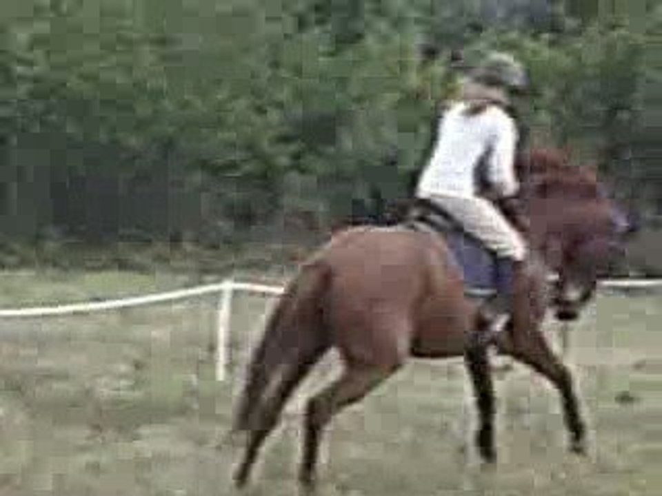 Comanche, apprentissage du galop