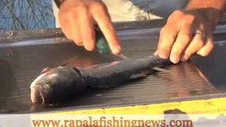 How To Fillet A Fish With A Marttiini Knive