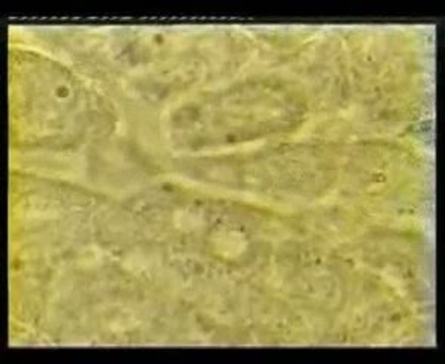 Microcirculation