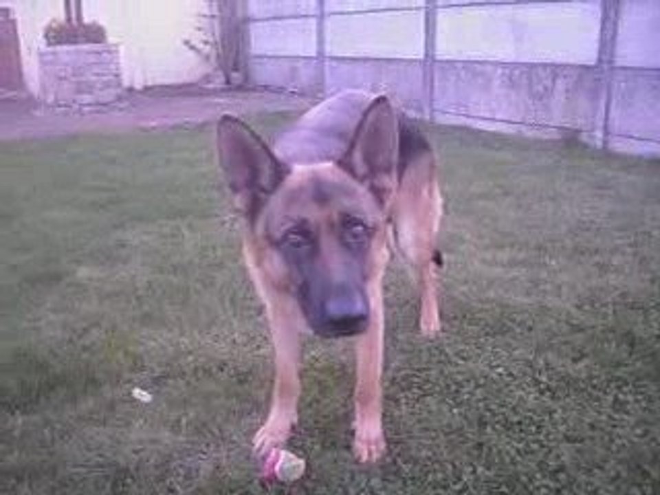 Mon chien Kim !!