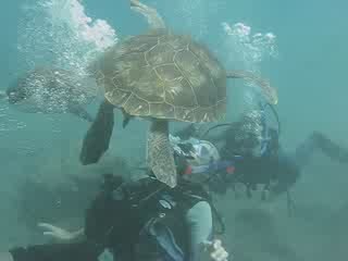 Plongée tortues avec SCUBAYACI TENERIFE