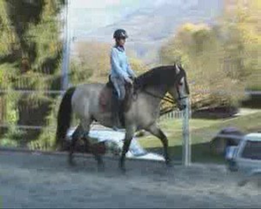 Quéré travail au trot