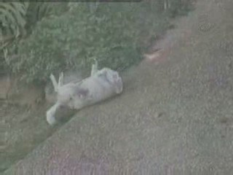 grattage de chien corse