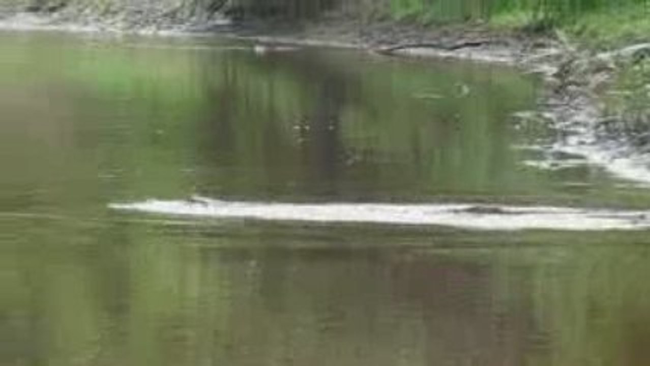 croco plonge