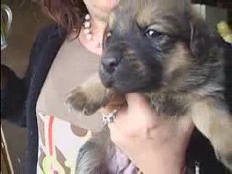 portée de 9 chiots