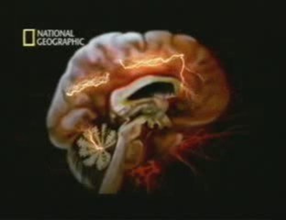 El cerebro del bebe
