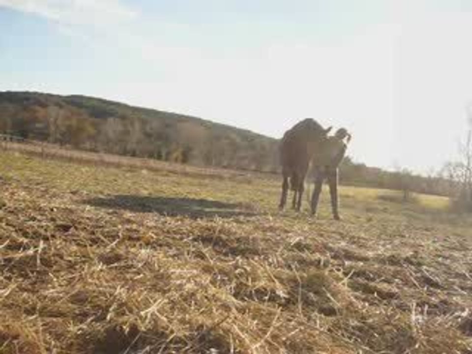 Travail à pied et en liberté... Shalom, Priska et Comète