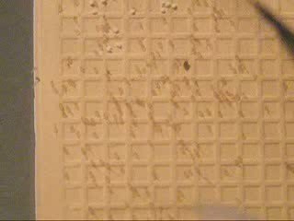 Mavi Meleklerim / My Blue Angels