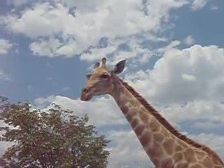 Karo et la girafe