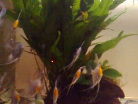 F2 ALENQUER DİSCUS TÜRKİYE