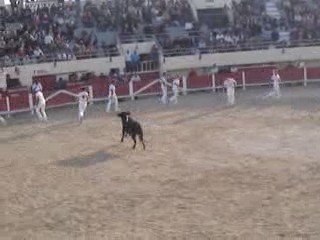 Initiation à la course camarguaise