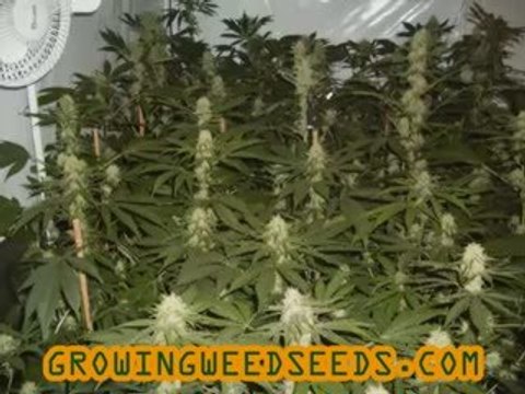 Insane Strains Weed Grow Room -#- Growing Indoors 2
