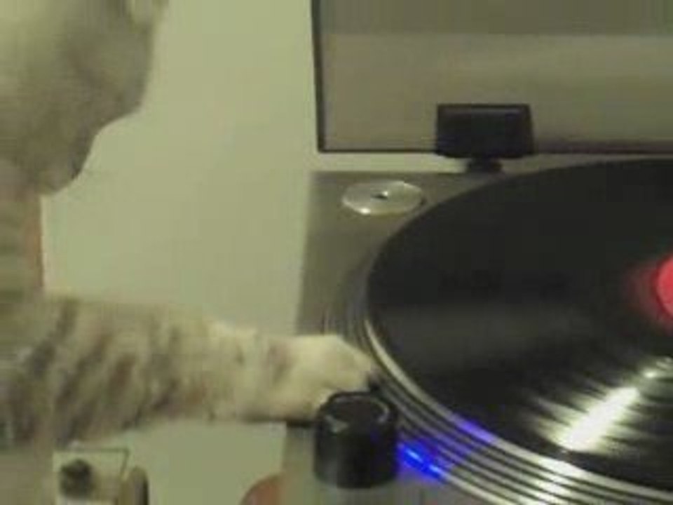 Chat qui mixe