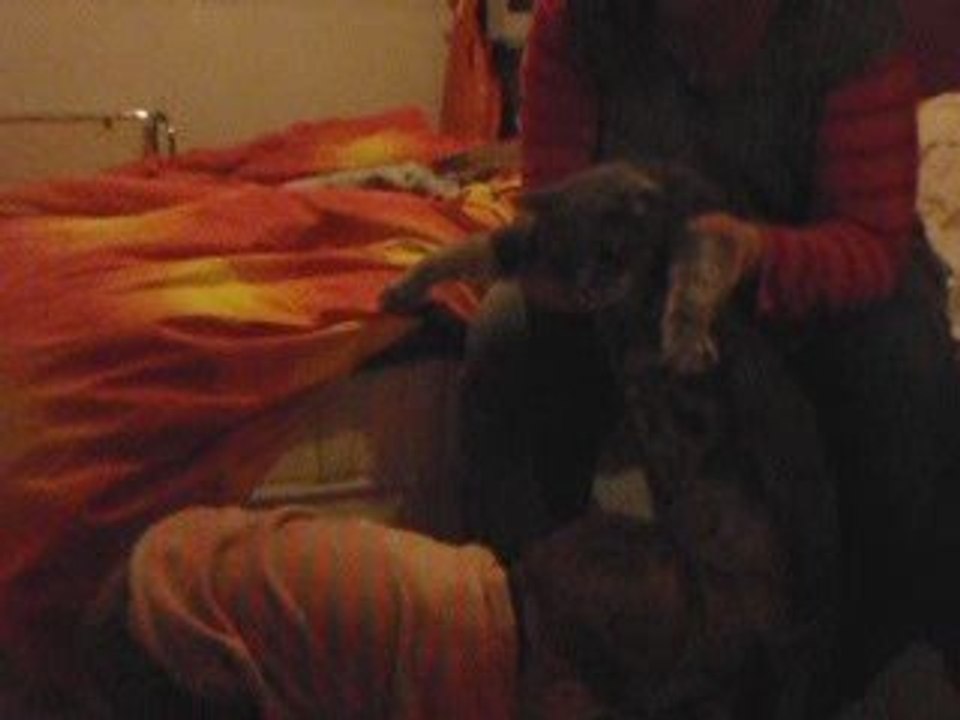Câlin au chat (Obi Wan)