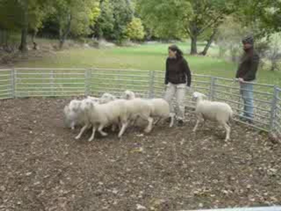 Diwan au Moutons le 04.11.09