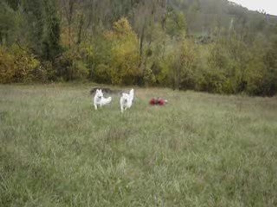 Etula et E'Ptit Loup