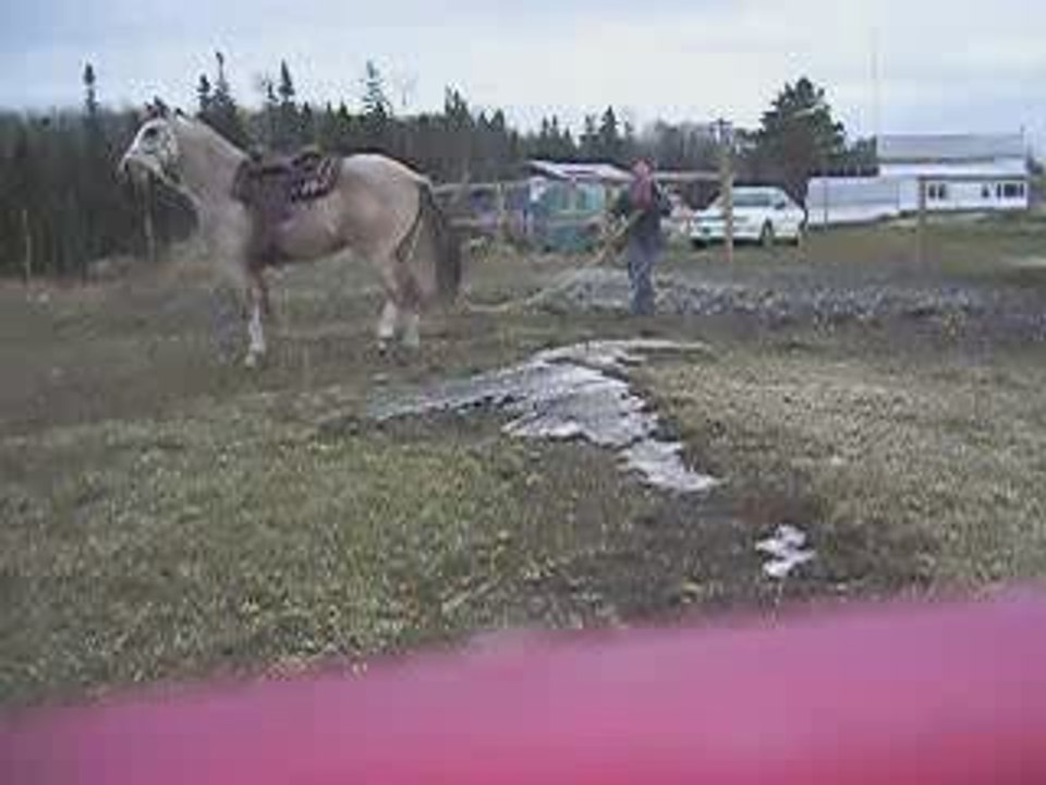SUnny aux longues rênes