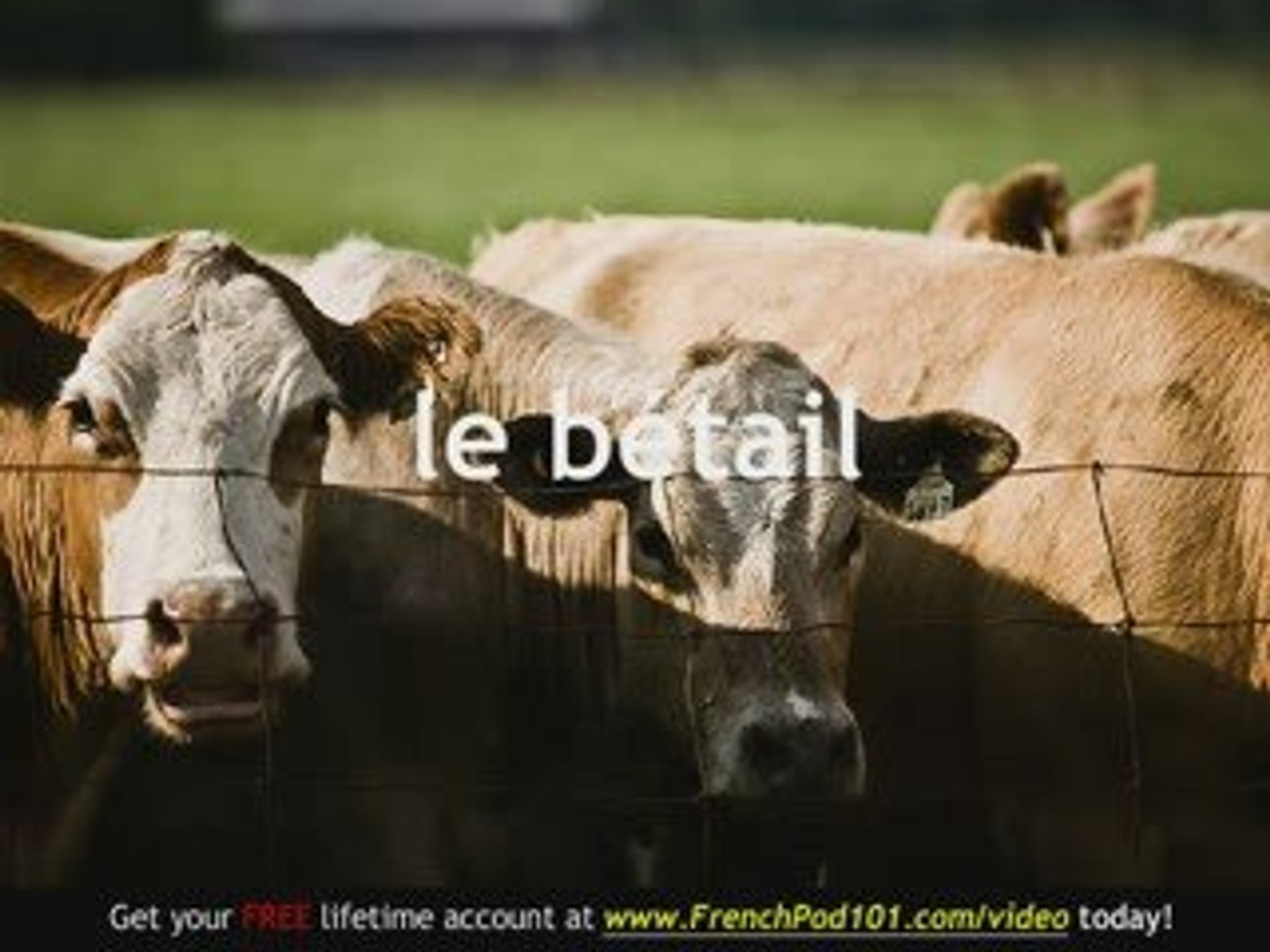 ⁣Learn French - French Farm Animals Vocabulary
