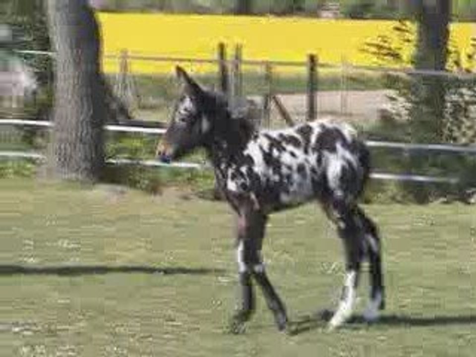 LE POULIN CHARENTAIS