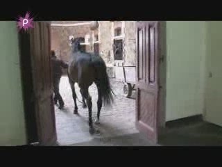 visite d'un haras national très prisé