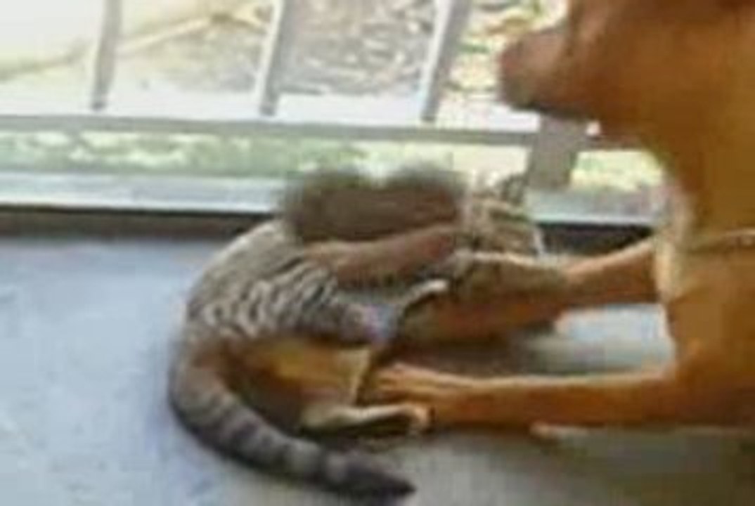 a cat and a dog having some hugs