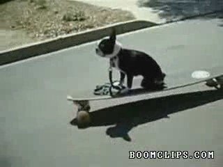 Le chien de Régis!!