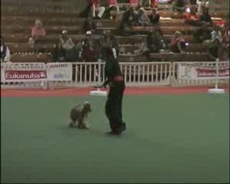 Dogdance obé rythmée d amour et d'eau fraiche