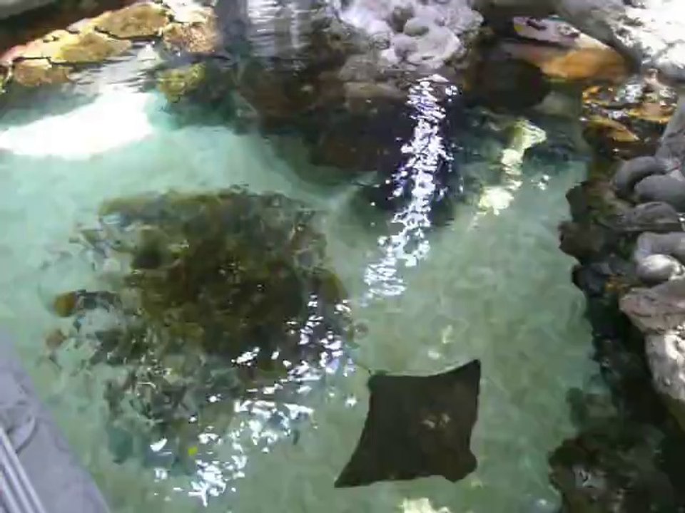 CALIFORNIA ACADEMY OF SCIENCES