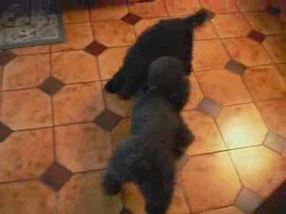 mes amours , mes caniches