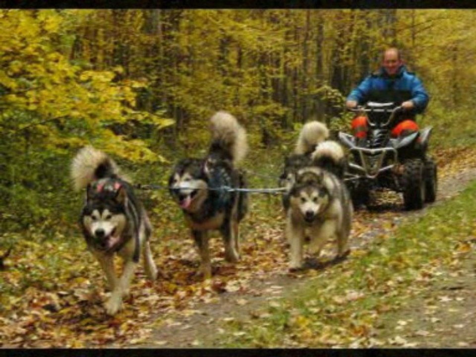 Week end 5 ans Buffalo et Vicking.