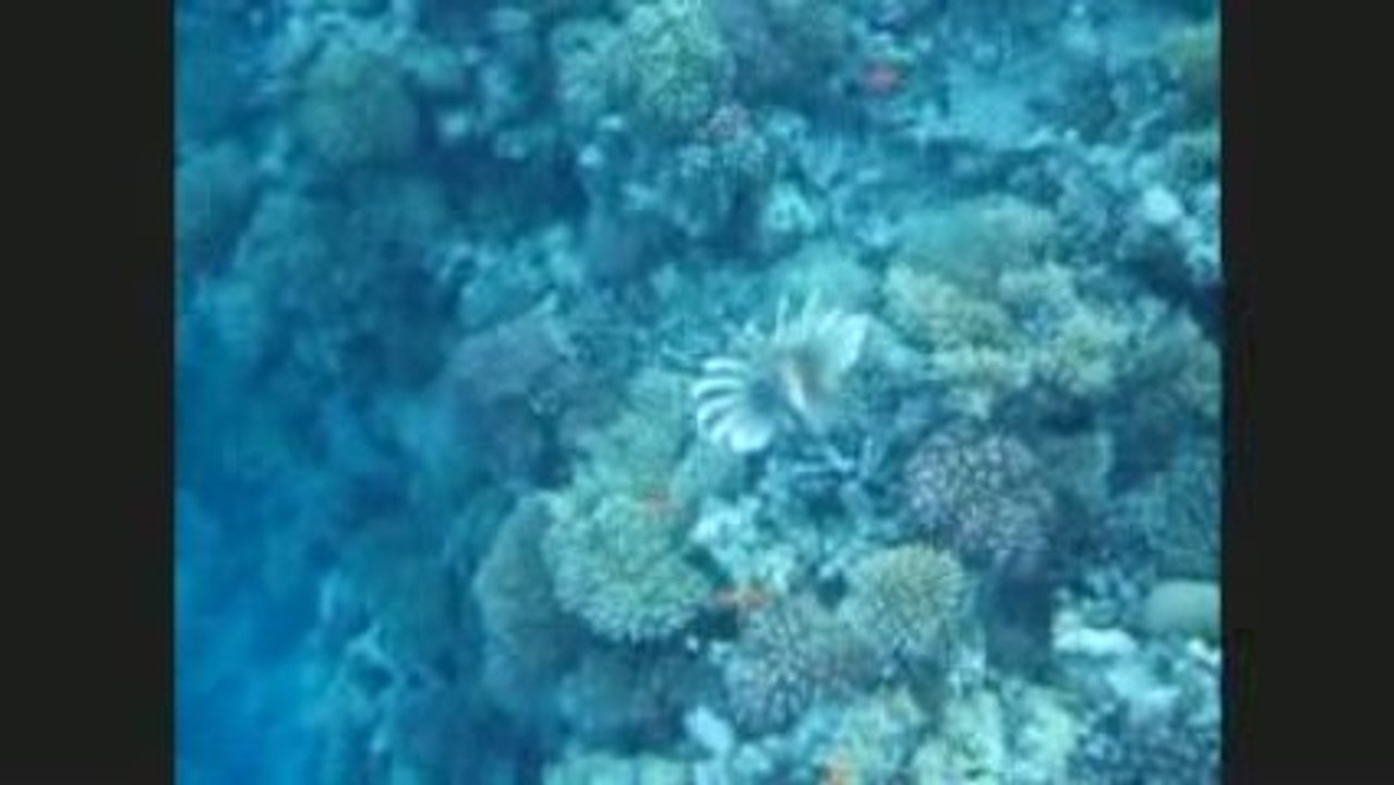 Rascasse volante (Mer Rouge)