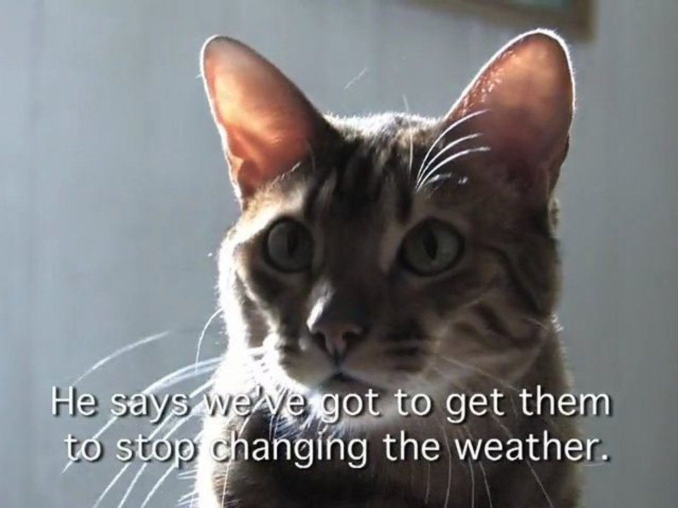 Cats Against Climate Change