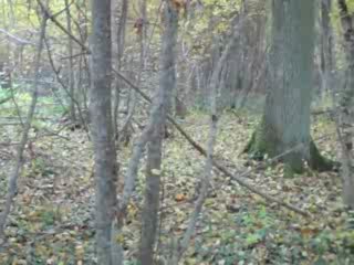 Perdu dans la forêt