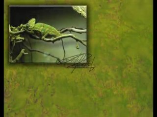 ВЕНЕЦИАНСКАЯ ШТУКАТУРКА мастер классы ДЕКОРАТИВНАЯ ФРЕСКА авторские курсы Киев