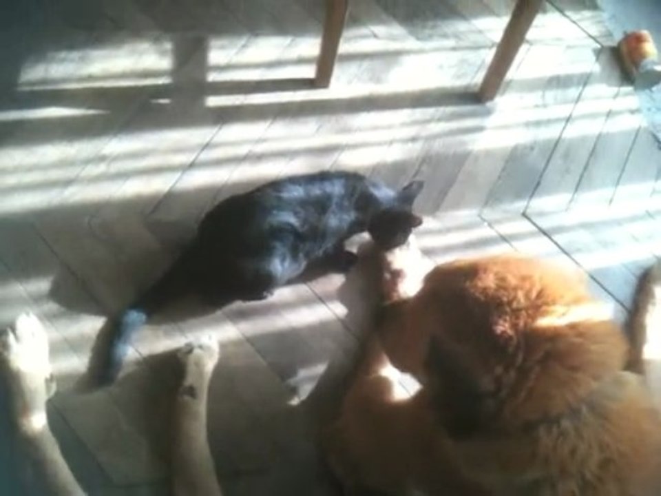 Jerry et Bebop