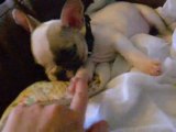 Bouledogue français - Léya - 2 mois et 26 jours