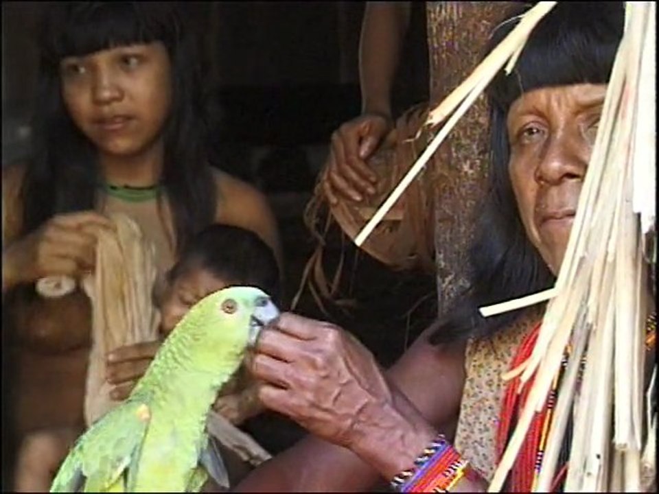 xingu