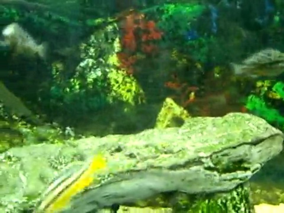 Aquarium Tanganika
